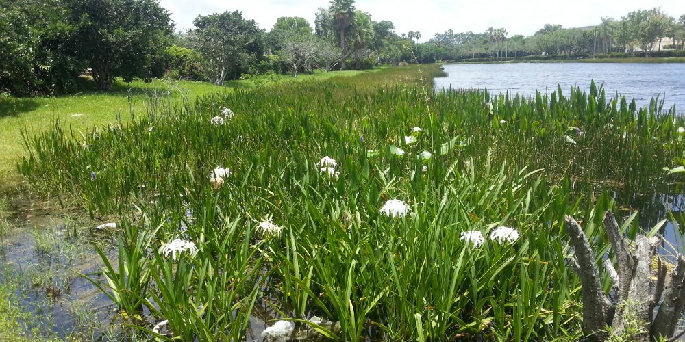 Aquatic Plants